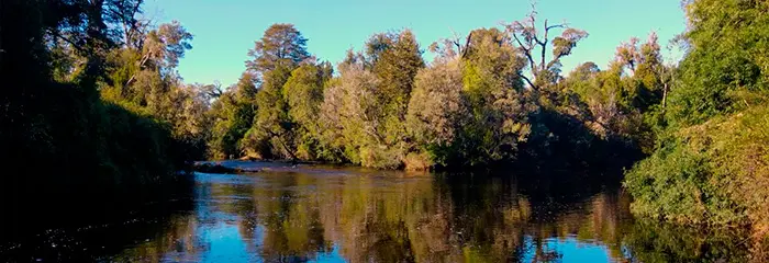 Coigüe y bosque nativo Chiloé